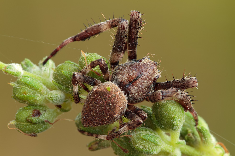 Araneus sp.