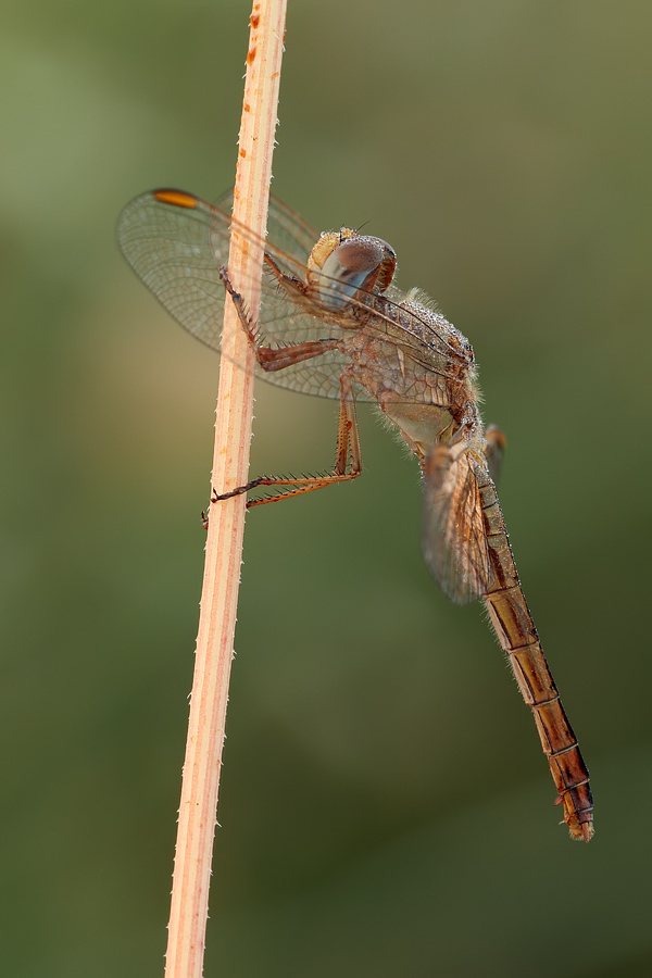 Crocothemis erythraea femmina?
