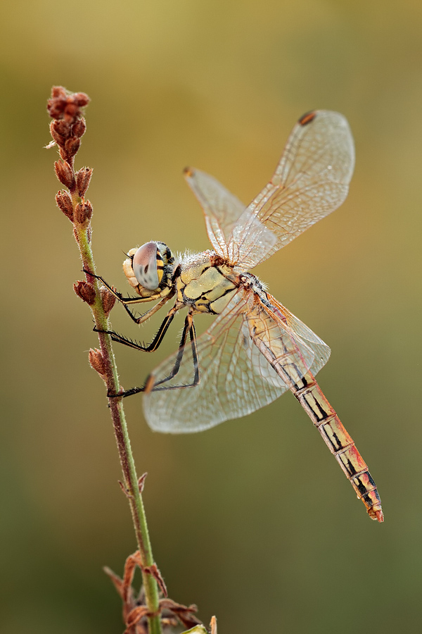 Sympetrum fonscolombii femmina??