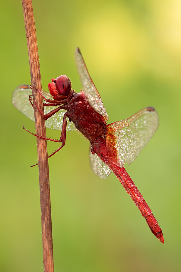 Da identificare II - Crocothemis erythraea