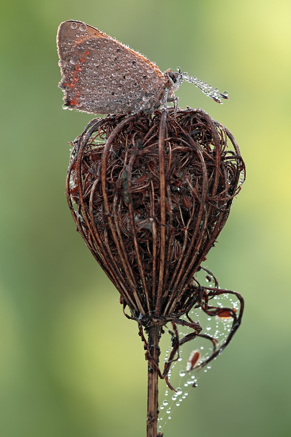 Lycaena phlaeas?? - Si