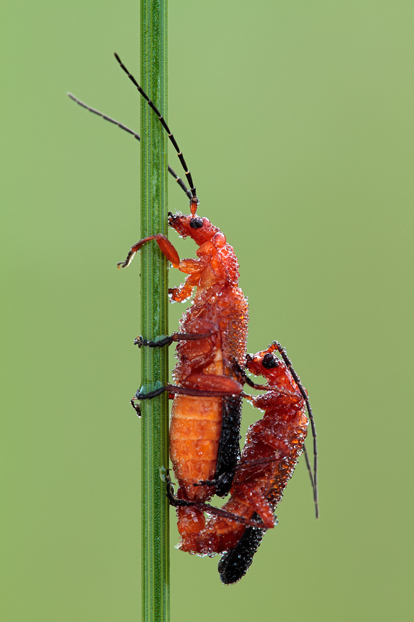 Coppia di Rhagonycha fulva