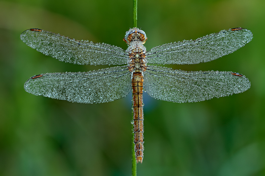 Orthetrum brunneum femmina??