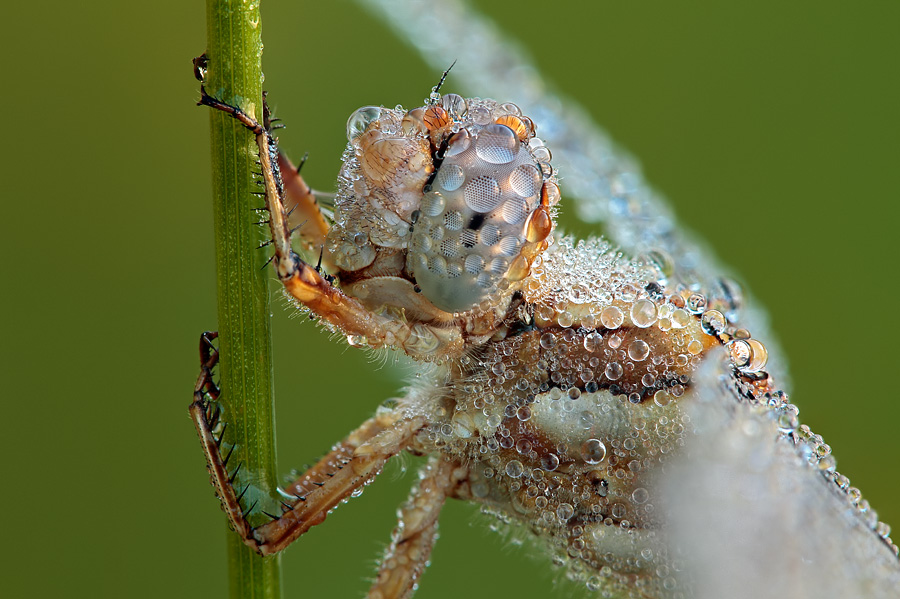 Orthetrum brunneum femmina??