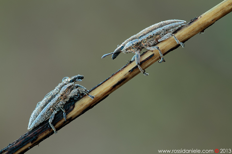 Coppia di Lixus (Compsolixus) ascanii