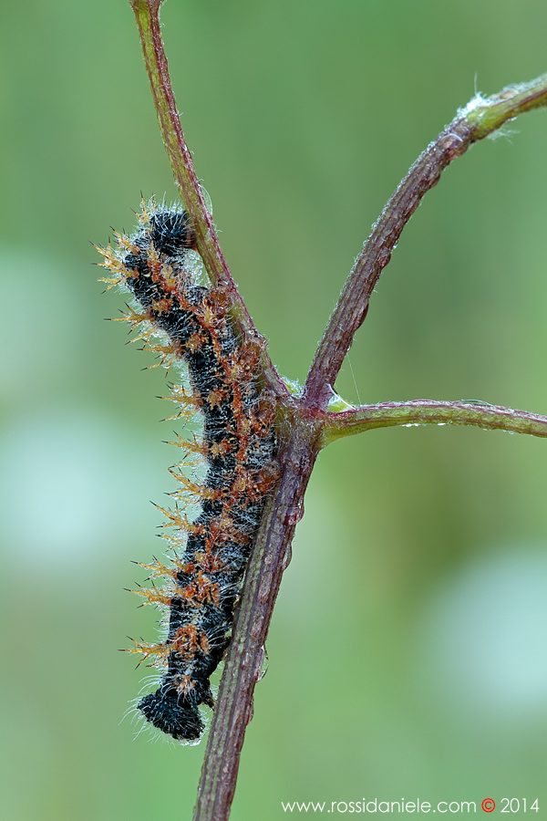 Bruco da ID - II - Nymphalis polychloros