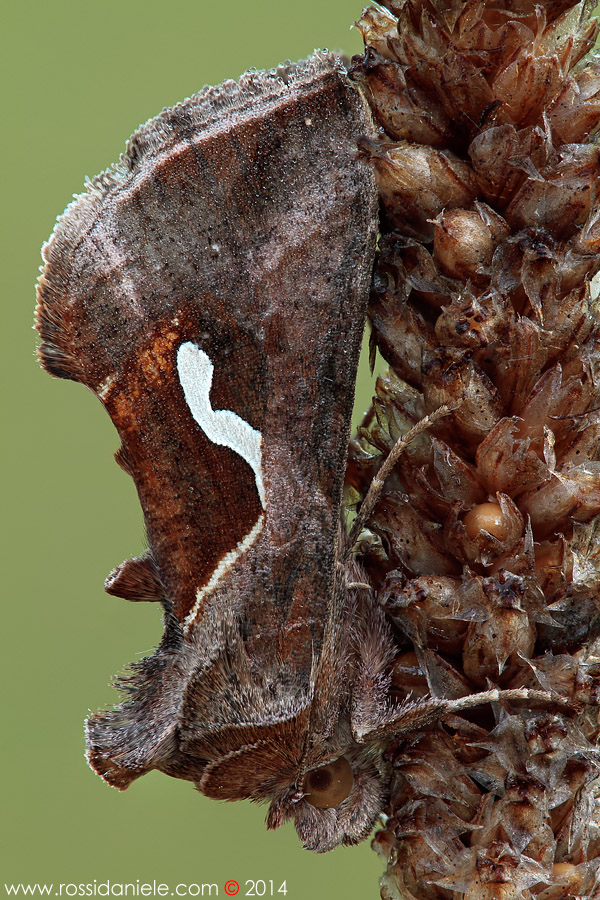 Falena da ID - Macdunnoughia confusa