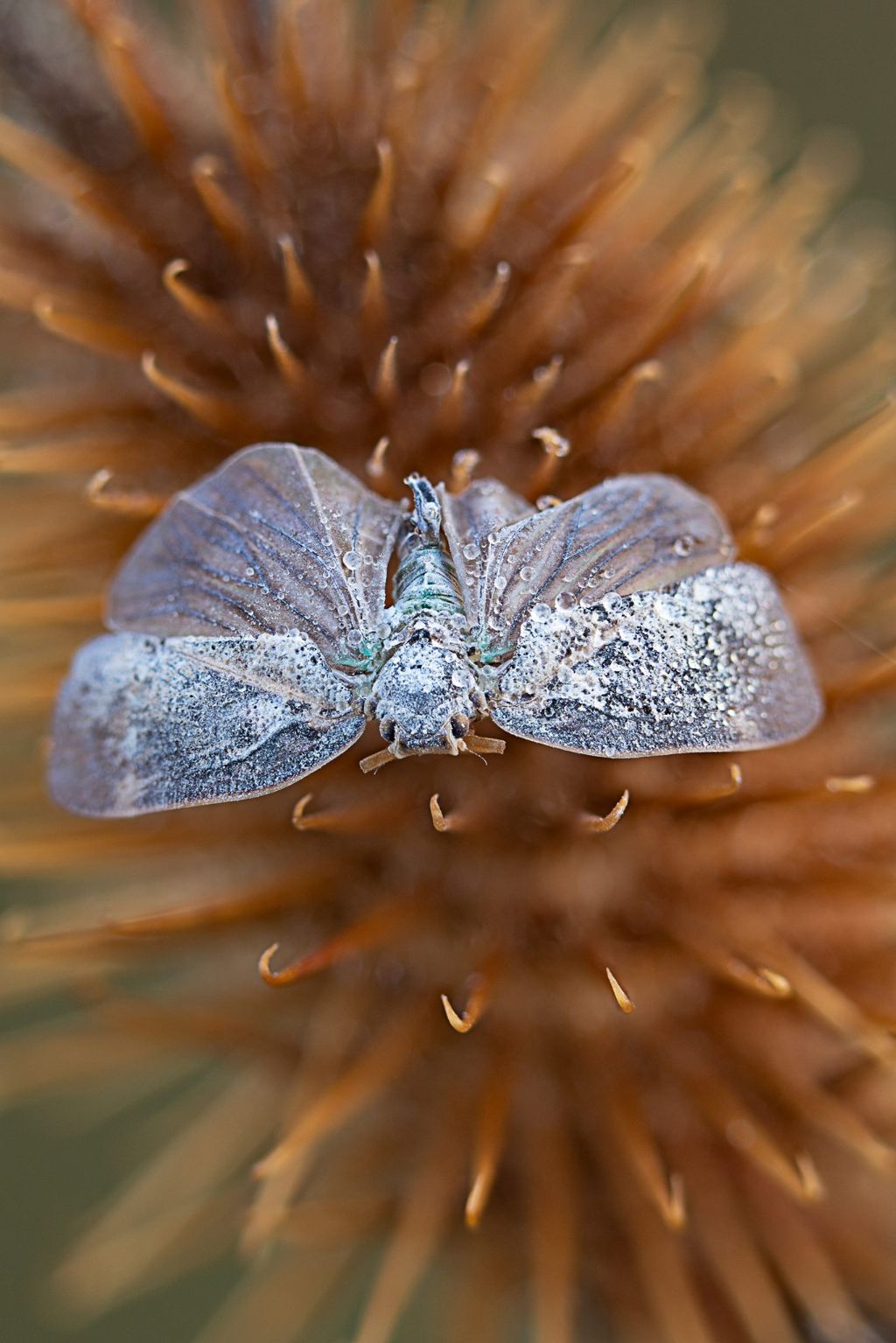 Cicadidae?  No, Fulgoromorpha Flatidae:  Metcalfa pruinosa