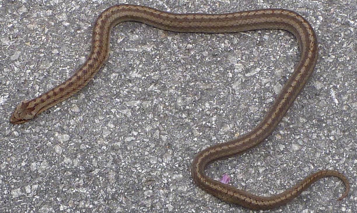 La brutta fine...di una Coronella austriaca