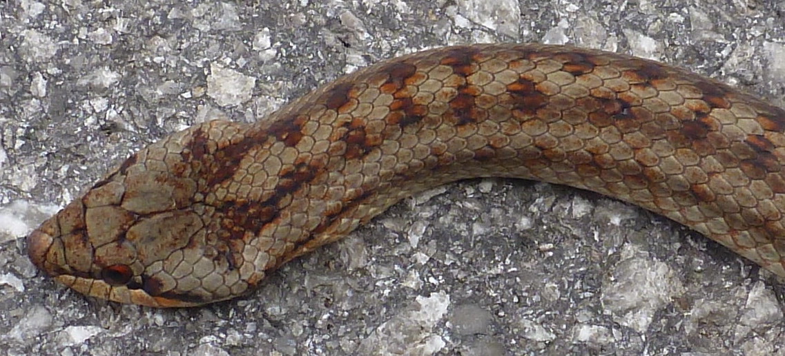 La brutta fine...di una Coronella austriaca