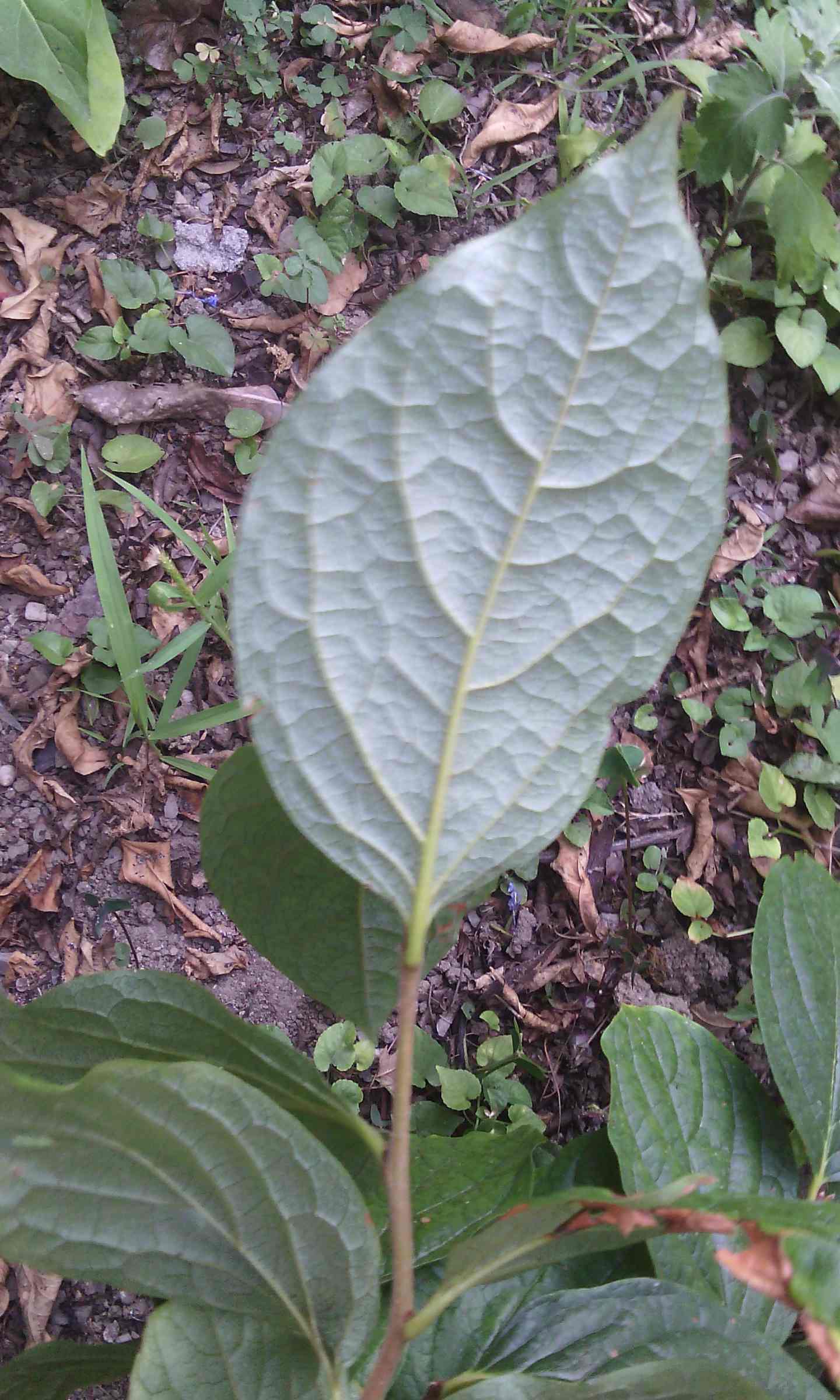 Diospyros kaki
