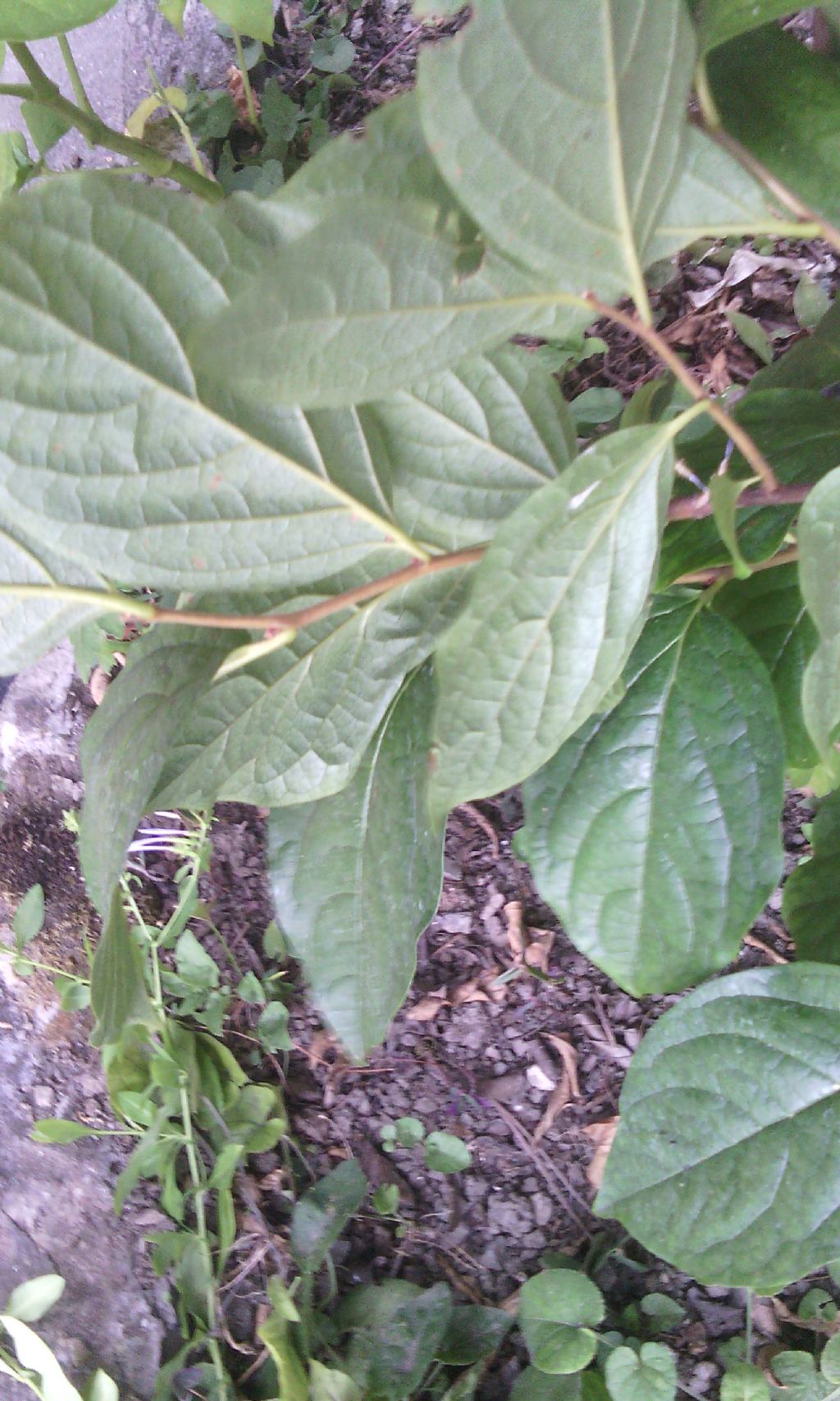 Diospyros kaki
