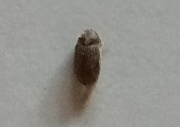 Strani insetti in casa: Anobiidae (tarli)