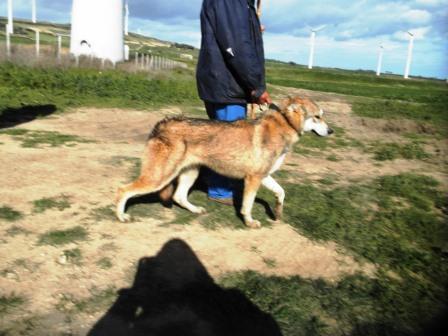 Lupo addomesticato??? - No, cane