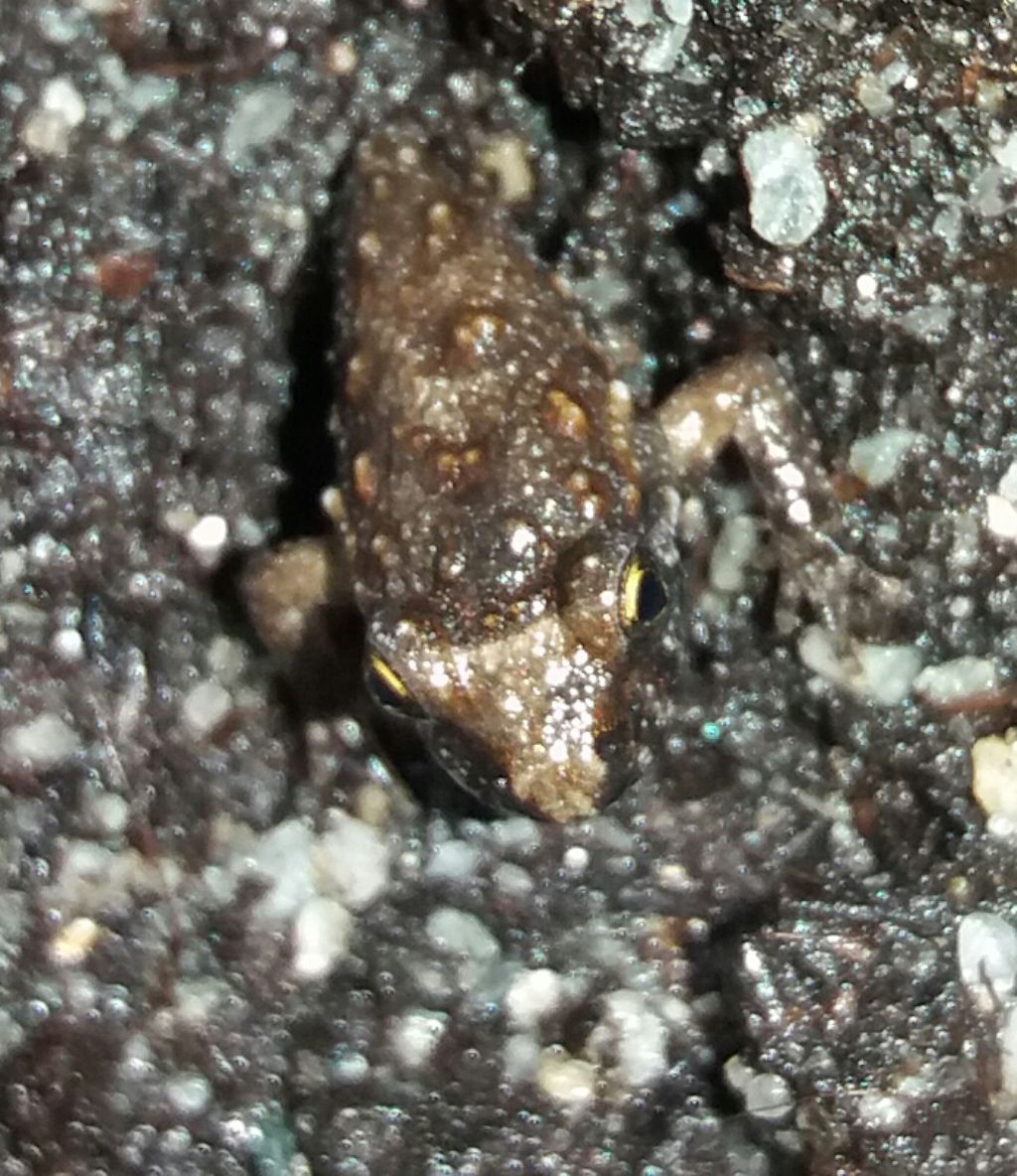 che specie sarà? - Discoglossus sardus