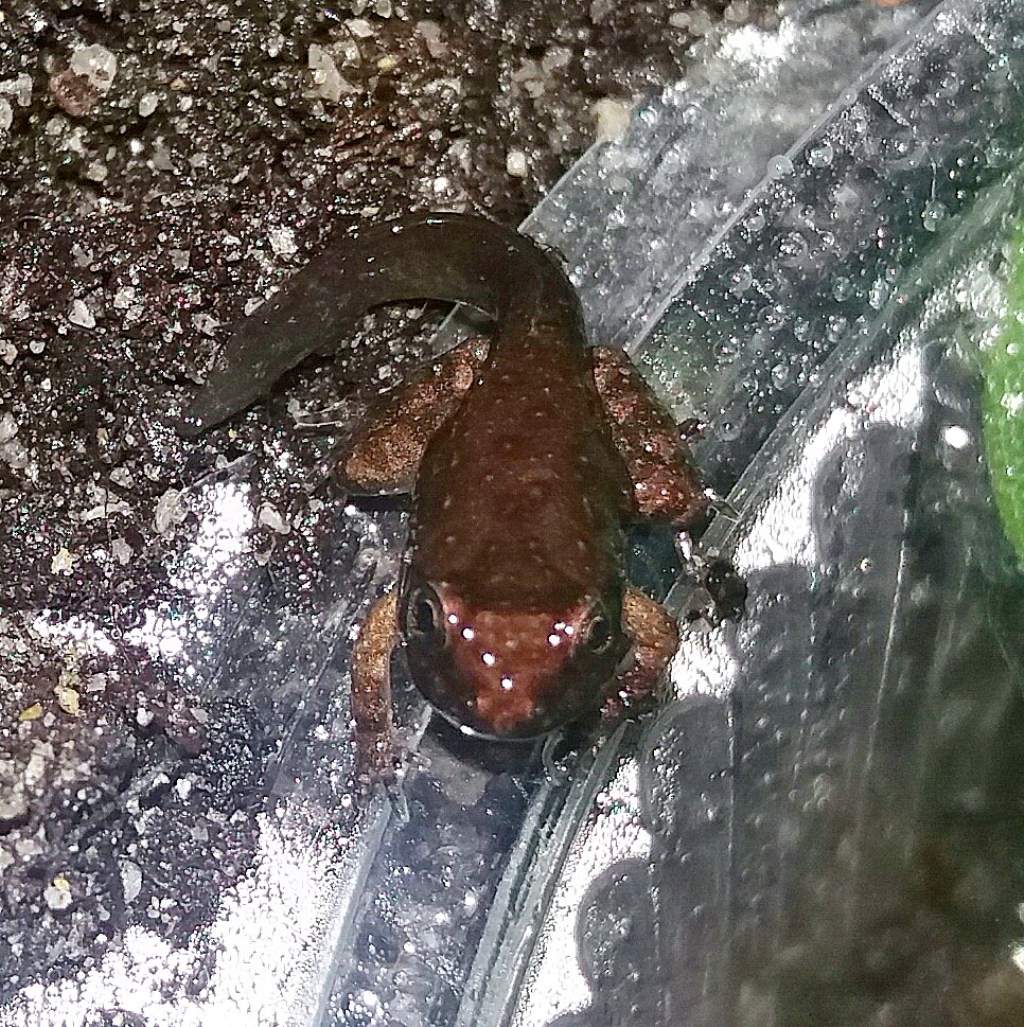 che specie sarà? - Discoglossus sardus
