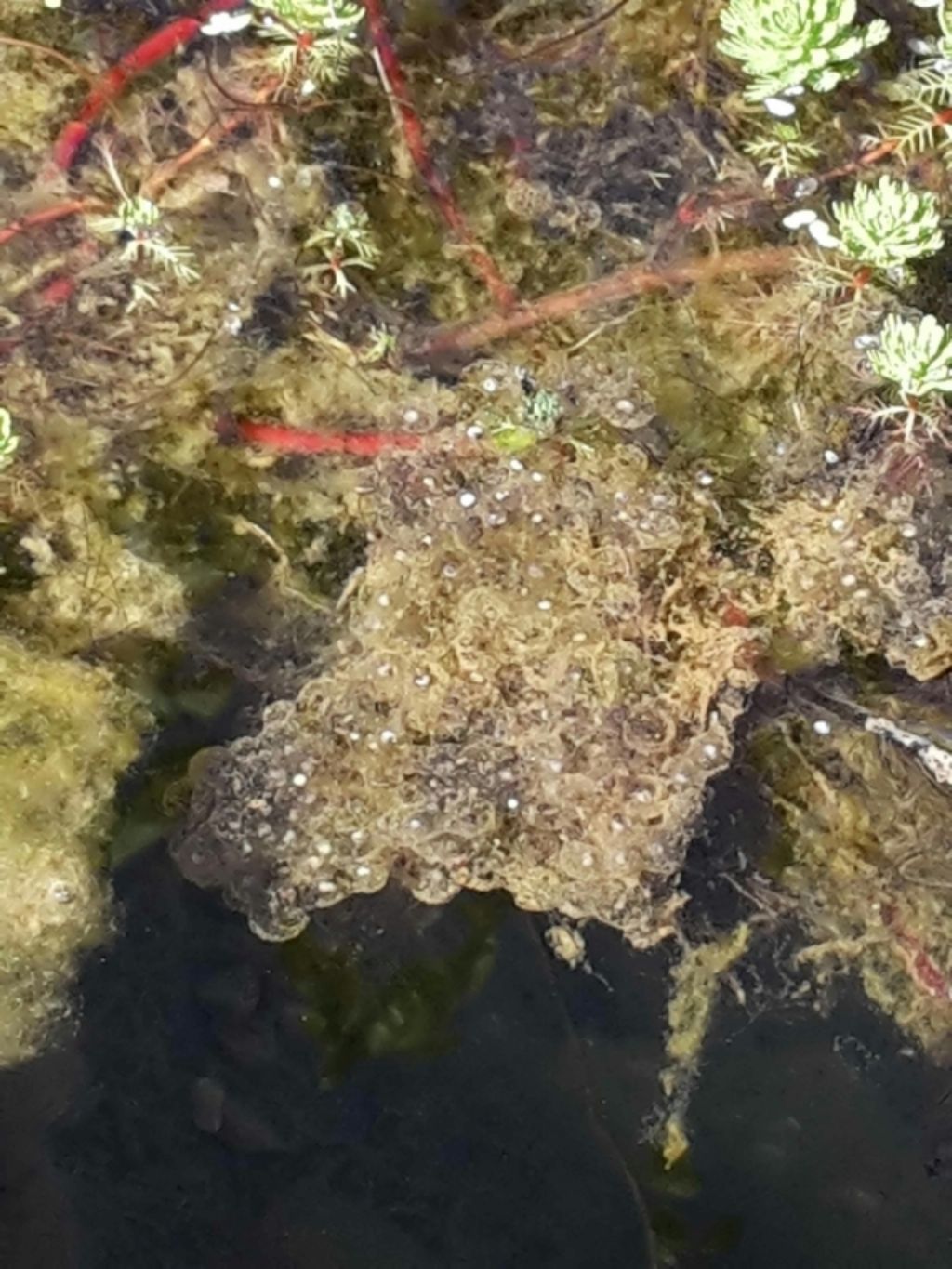 Pelophylax sp. (Toscana)