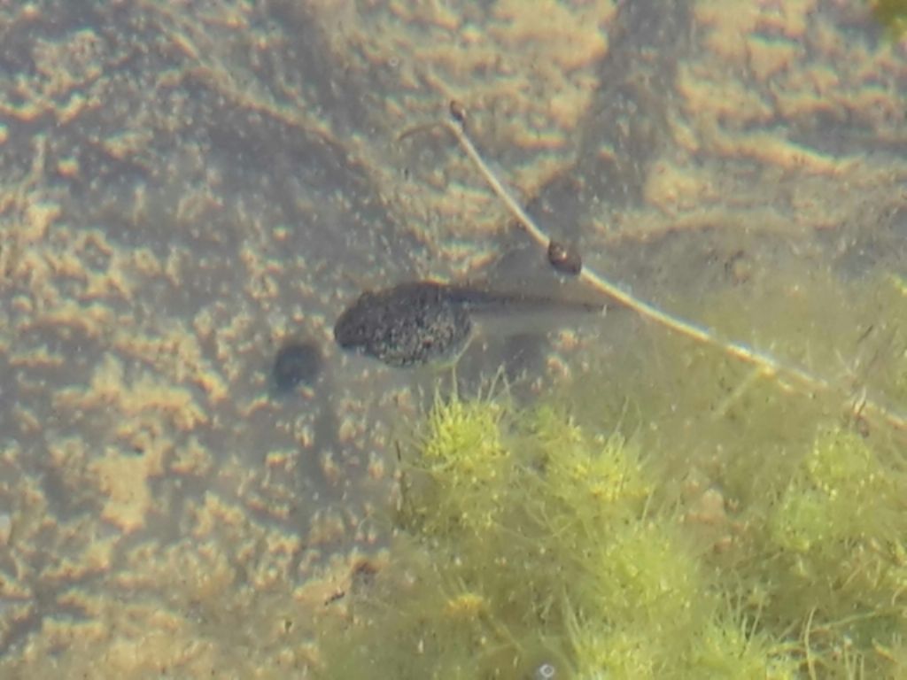 Pelophylax sp. (Toscana)