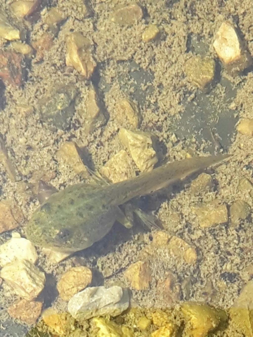 Pelophylax sp. (Toscana)