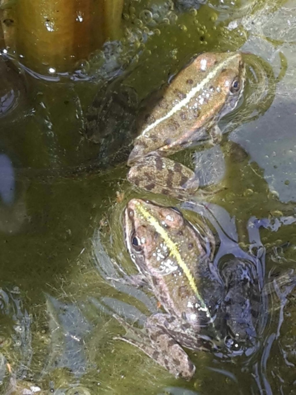 Pelophylax sp. (Toscana)