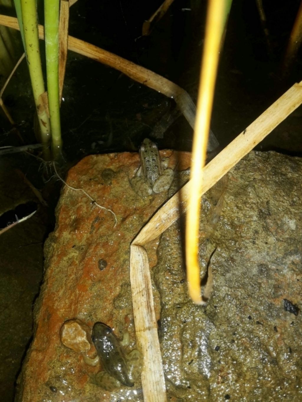 Pelophylax sp. (Toscana)