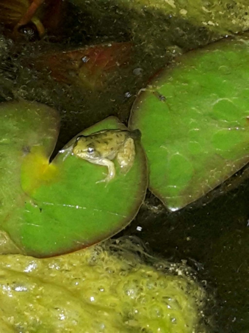 Pelophylax sp. (Toscana)