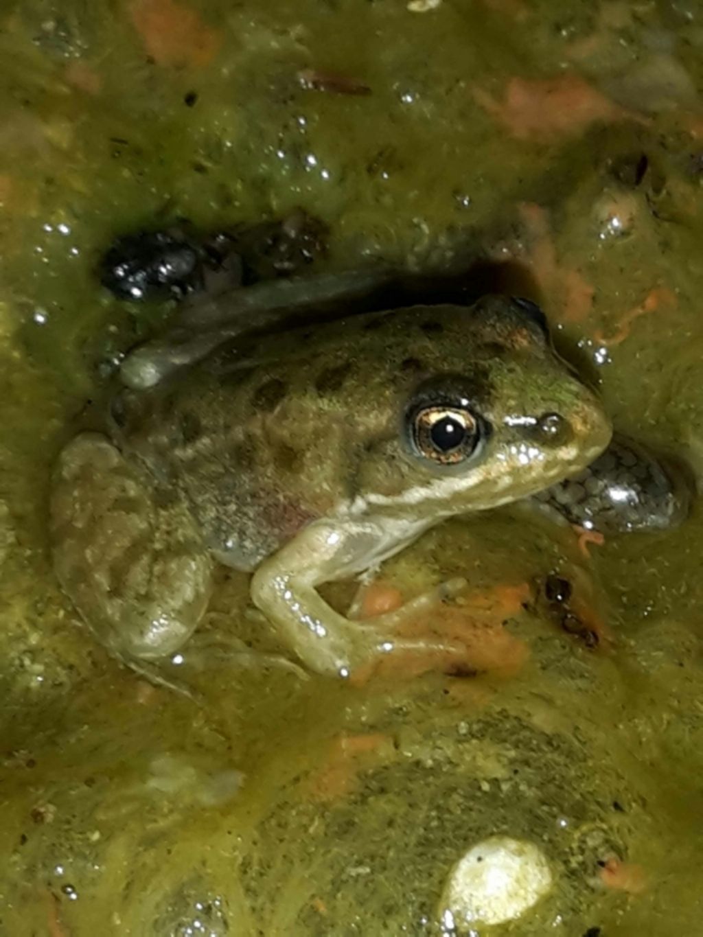 Pelophylax sp. (Toscana)