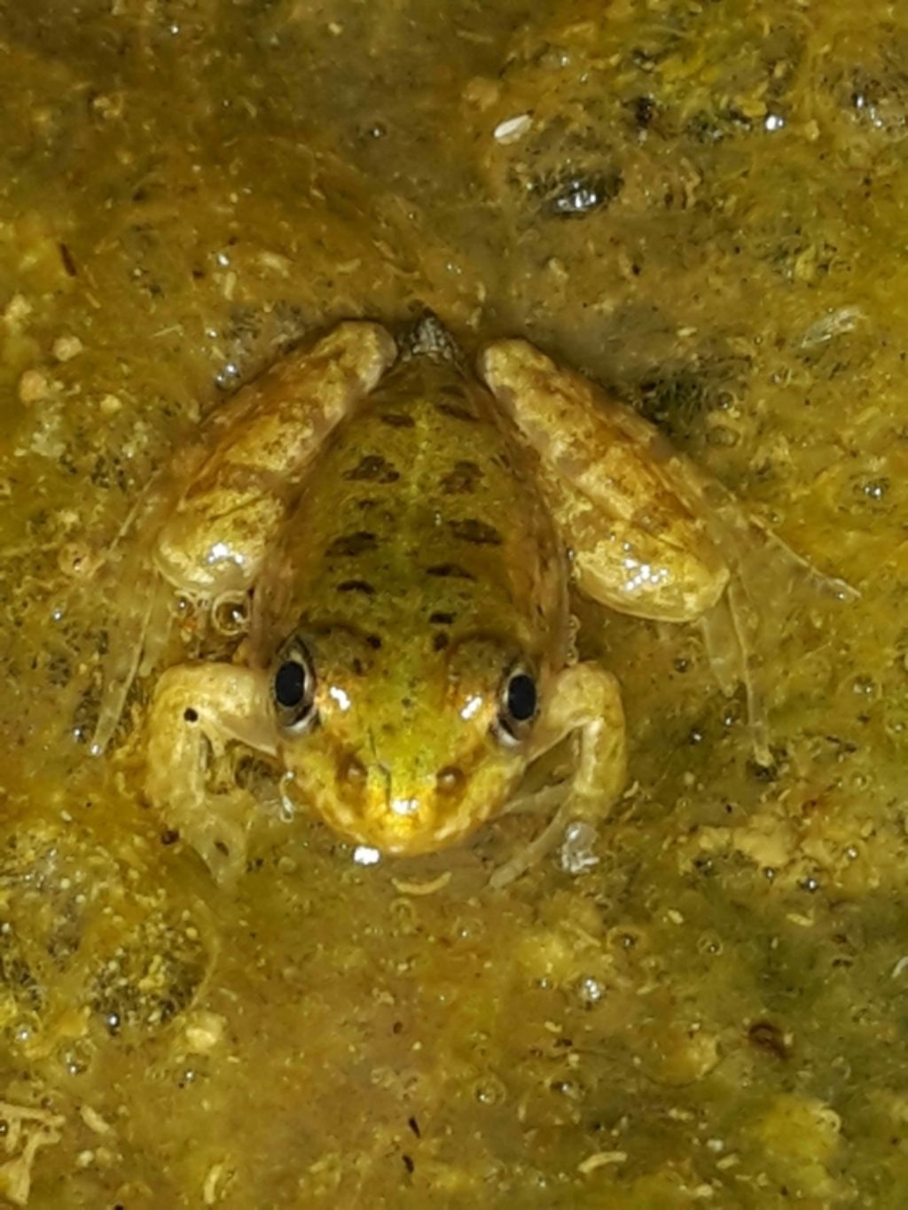 Pelophylax sp. (Toscana)