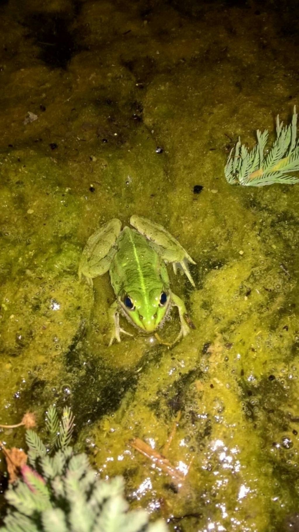 Pelophylax sp. (Toscana)