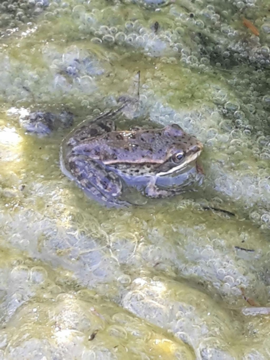 Pelophylax sp. (Toscana)