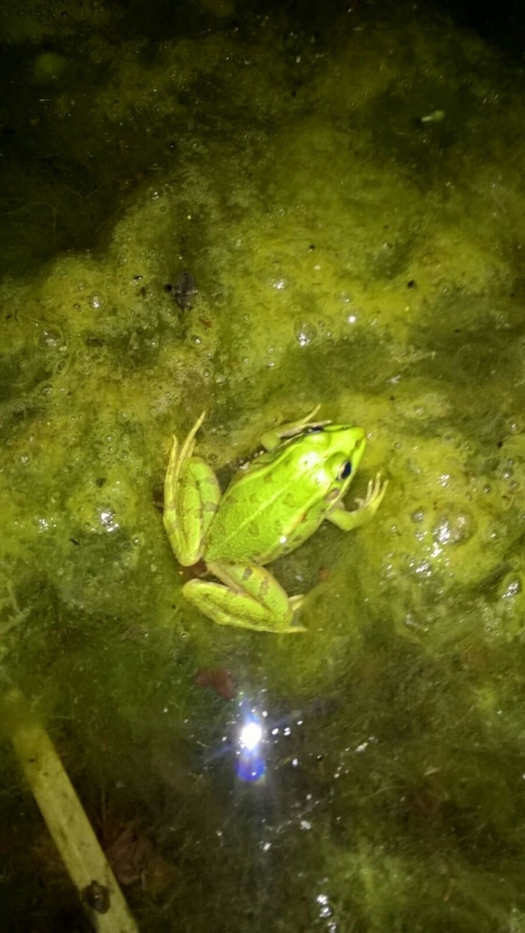 Pelophylax sp. (Toscana)