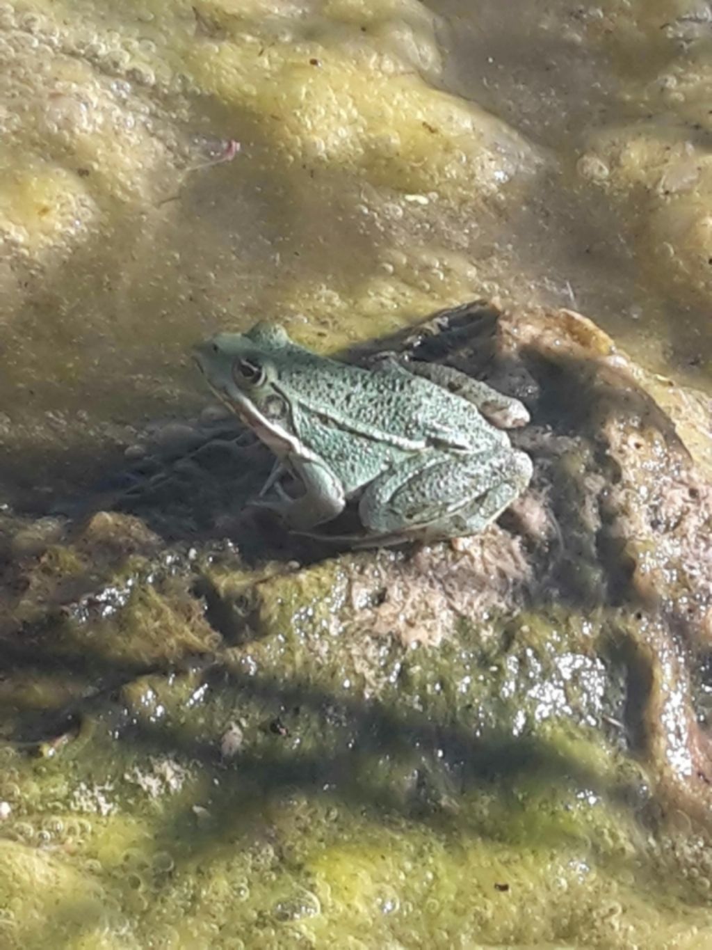 Pelophylax sp. (Toscana)