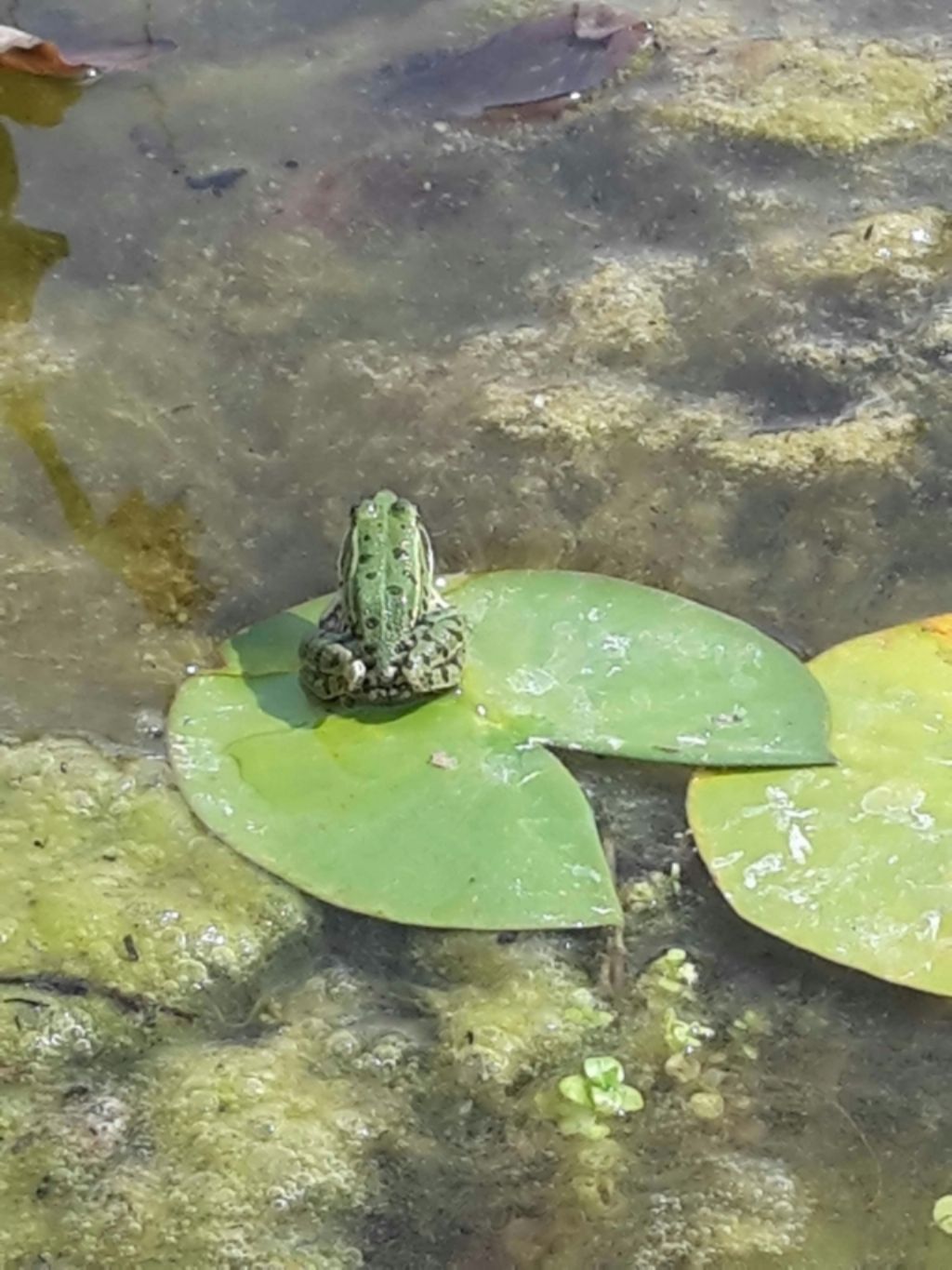 Pelophylax sp. (Toscana)