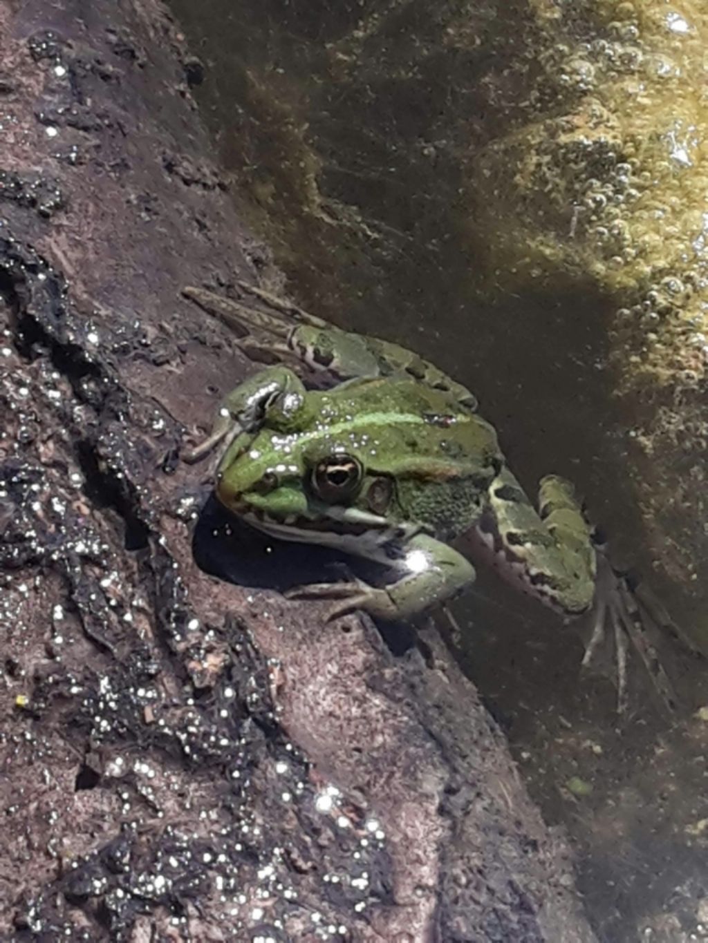 Pelophylax sp. (Toscana)