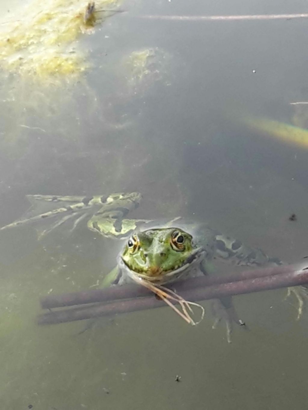 Pelophylax sp. (Toscana)