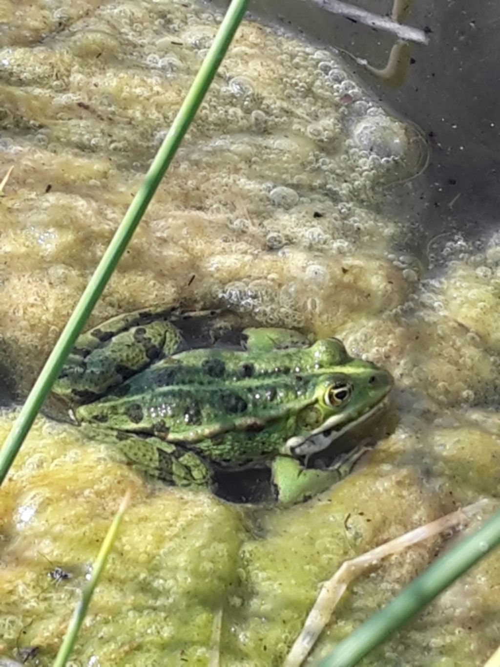 Pelophylax sp. (Toscana)