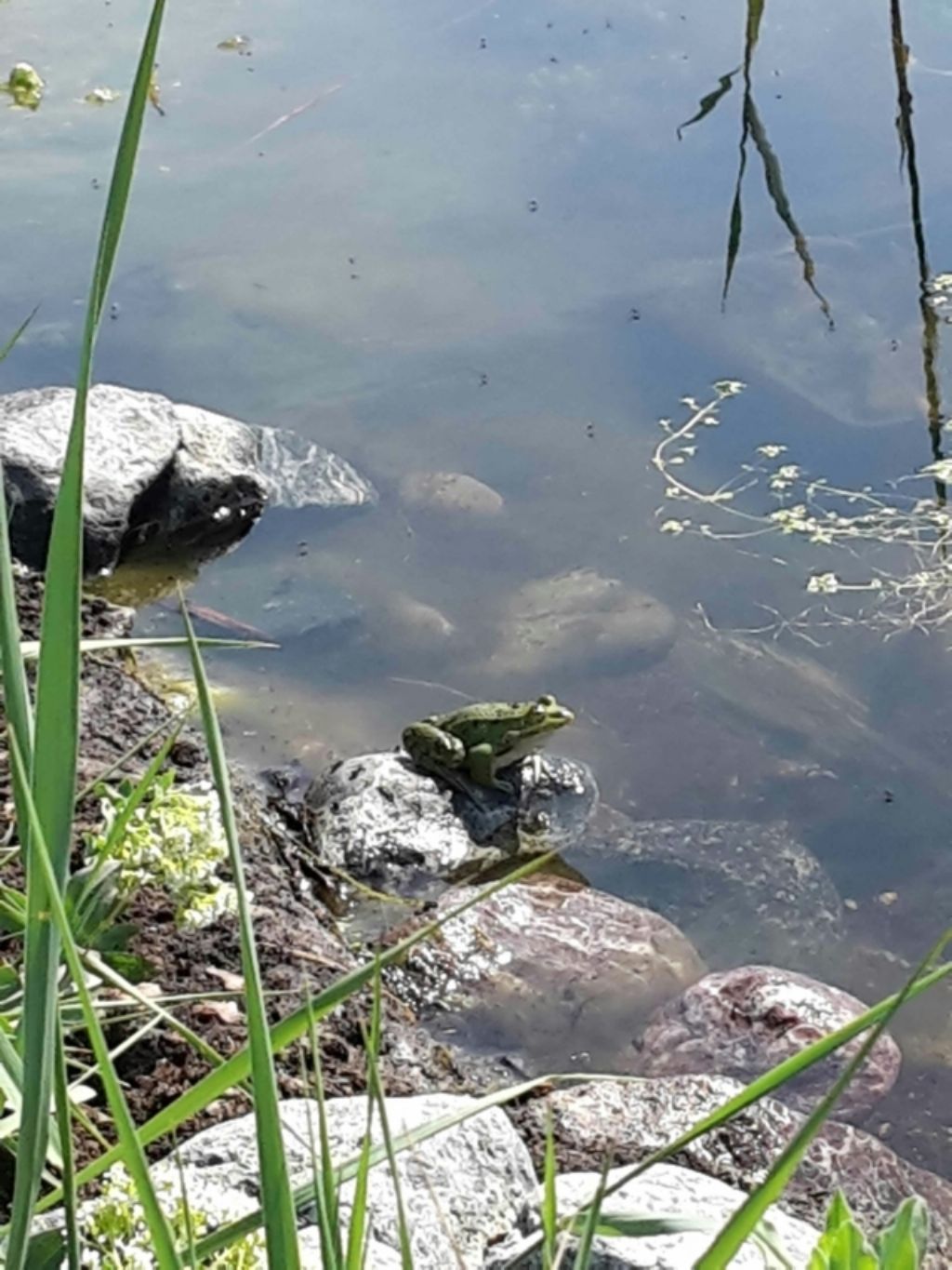 Pelophylax sp. (Toscana)