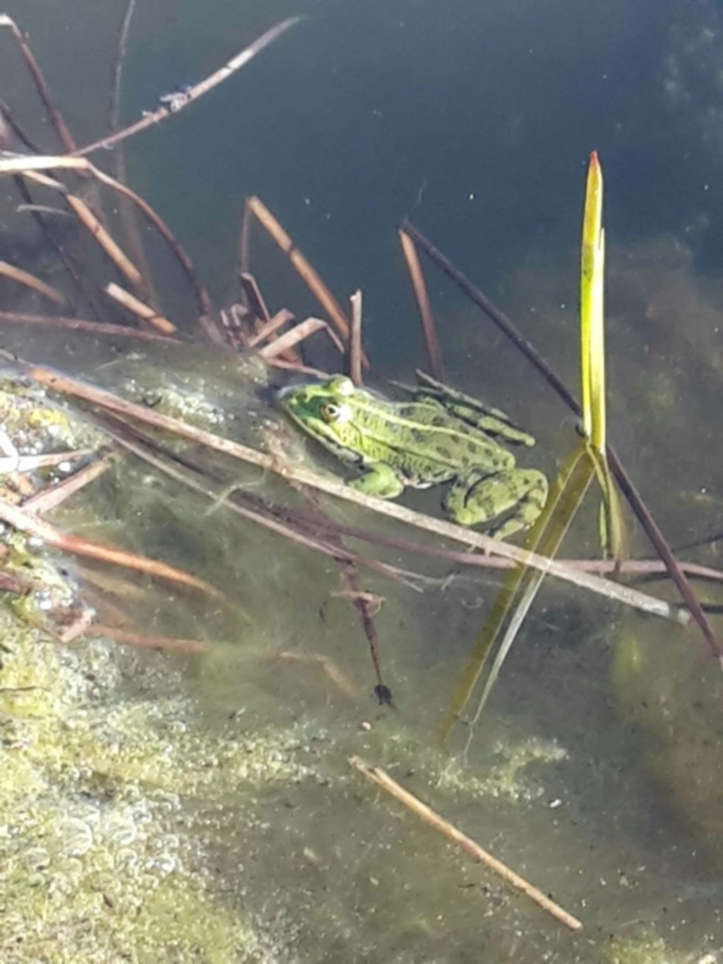 Pelophylax sp. (Toscana)