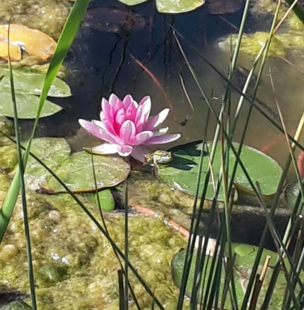 Pelophylax sp. (Toscana)