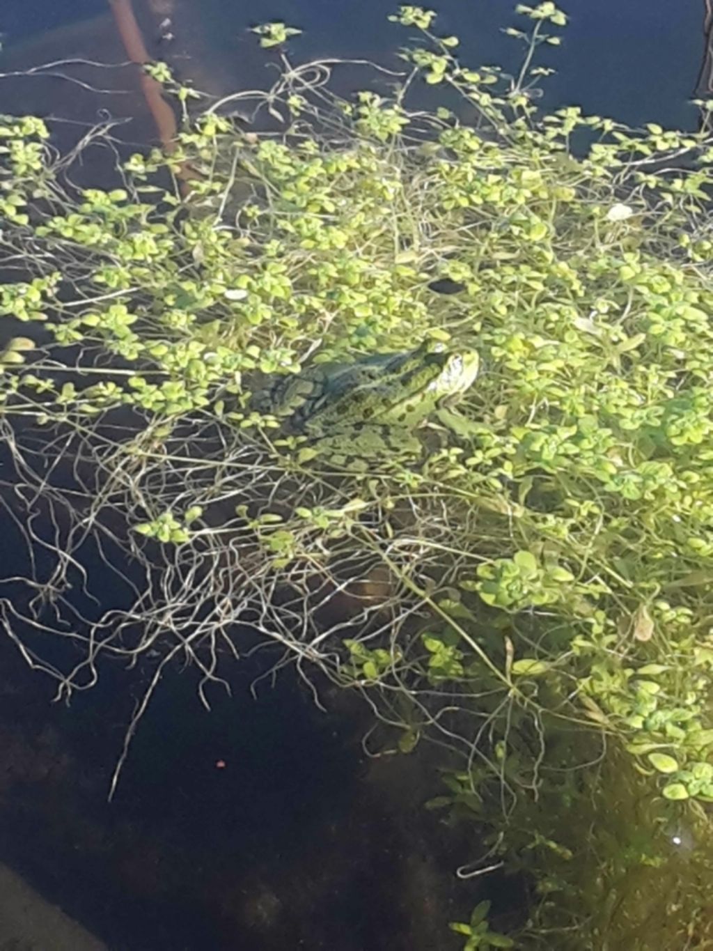 Pelophylax sp. (Toscana)