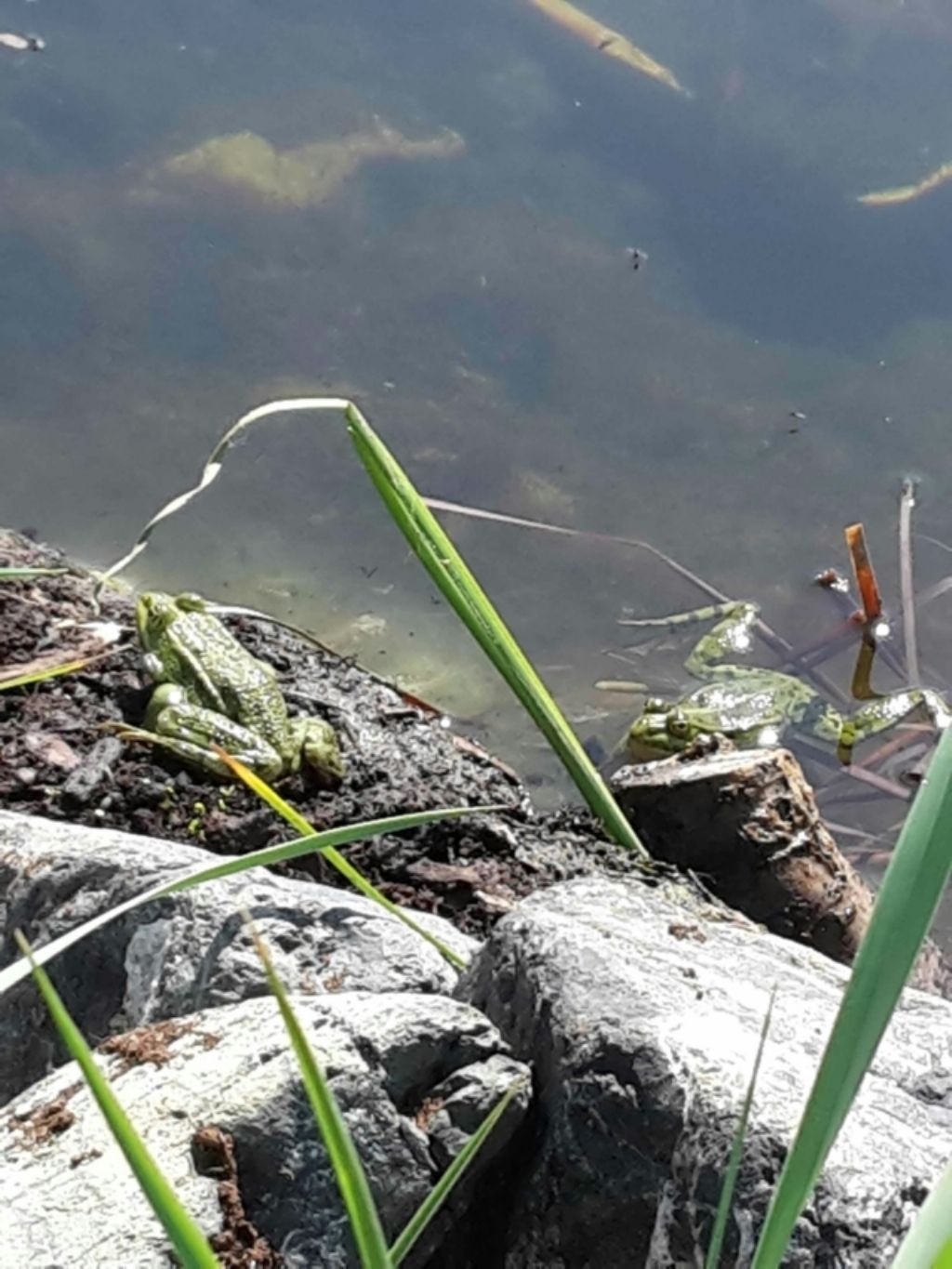 Pelophylax sp. (Toscana)