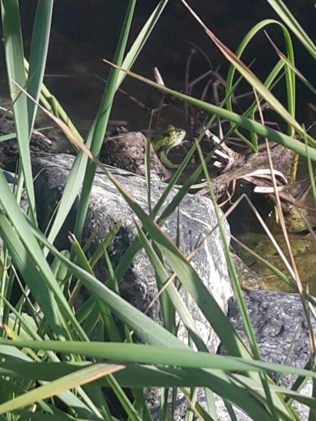 Pelophylax sp. (Toscana)