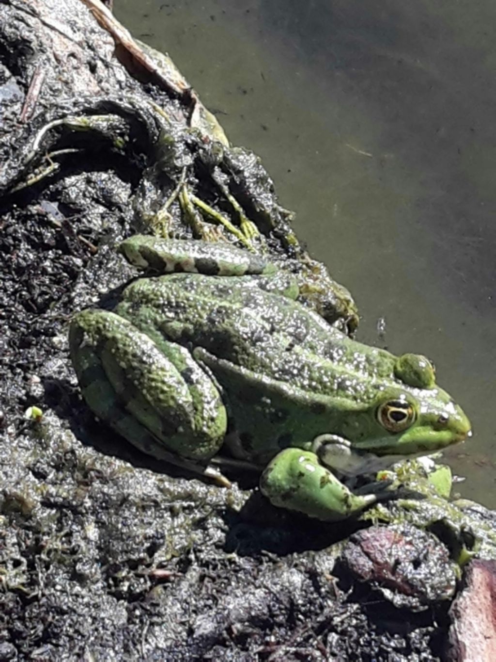 Pelophylax sp. (Toscana)