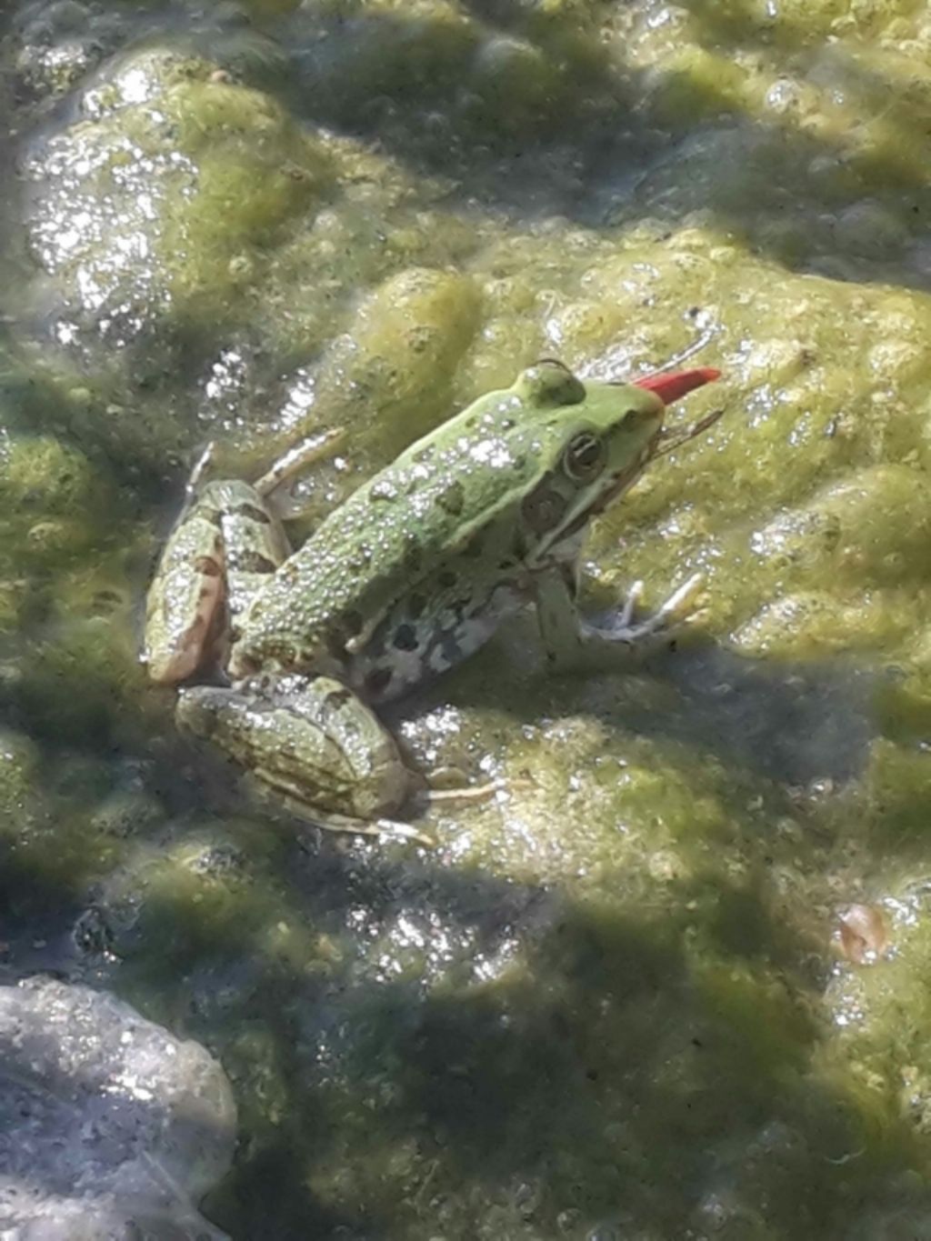 Pelophylax sp. (Toscana)