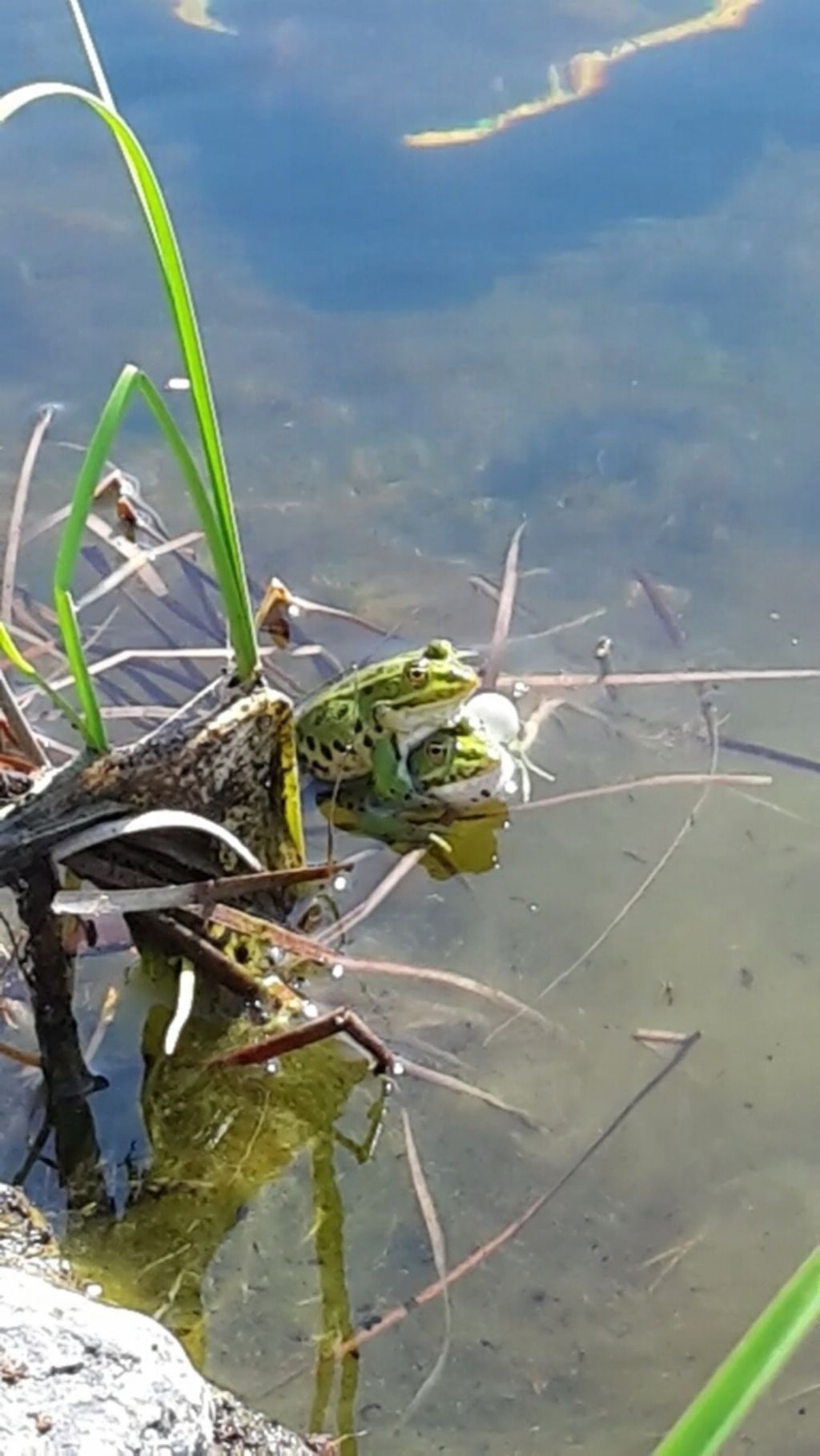 Pelophylax sp. (Toscana)