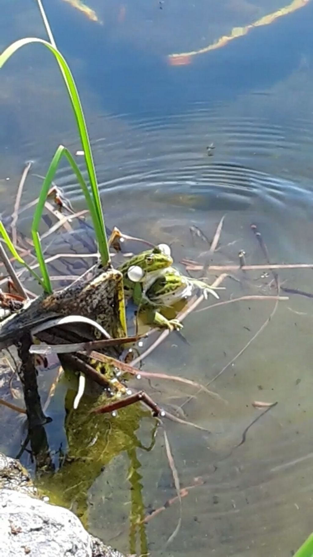 Pelophylax sp. (Toscana)