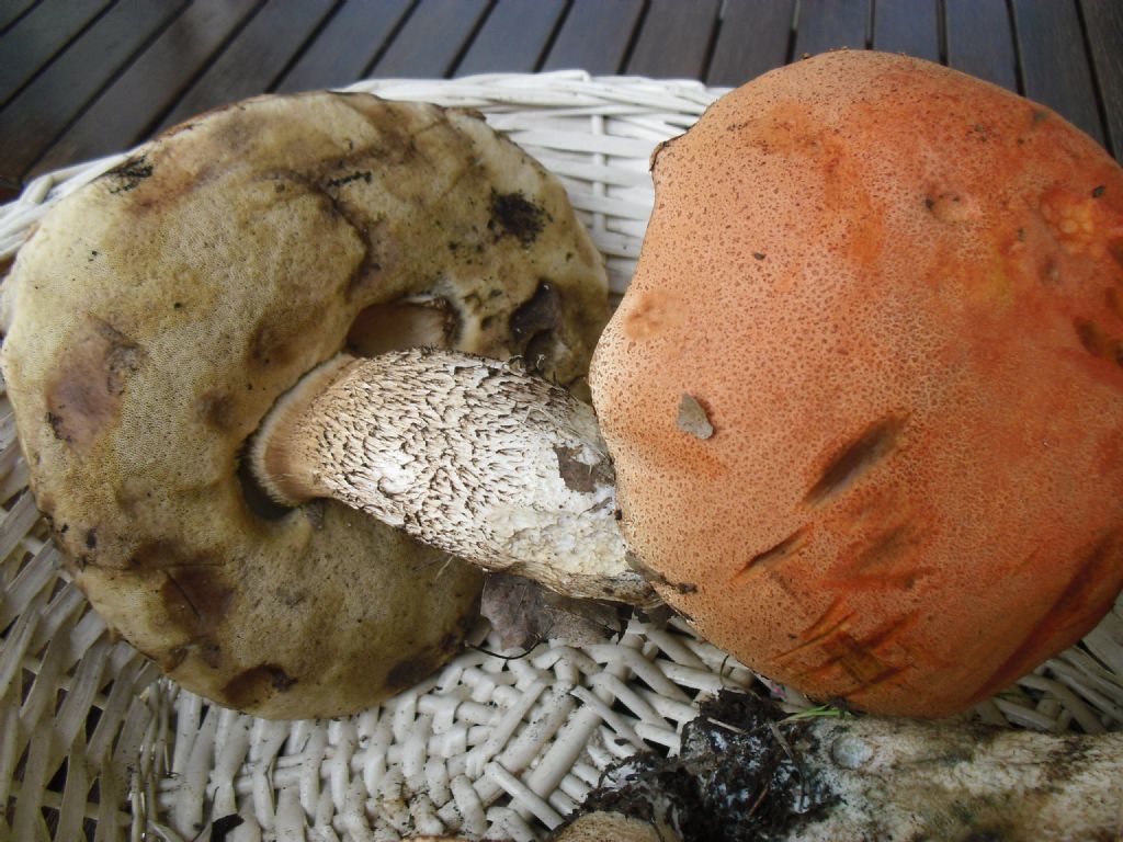 Leccinum Aurantiacum