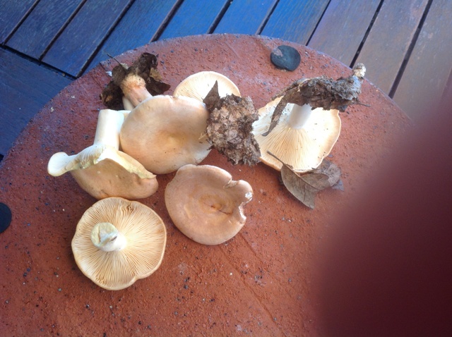 Lactarius da determinare