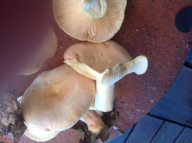 Lactarius da determinare