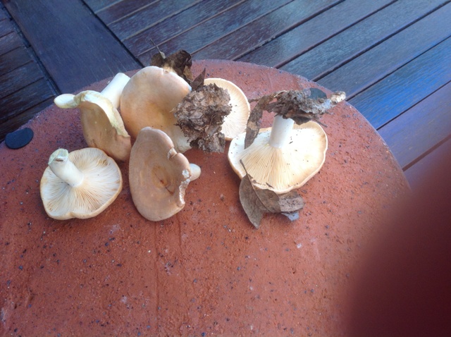 Lactarius da determinare